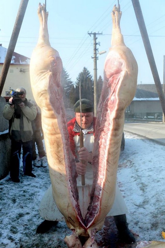 Zabíjačka Ploské - foto č. 2